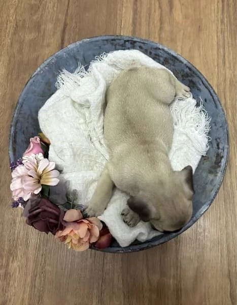 Cuccioli di Bulldog francese | Foto 1