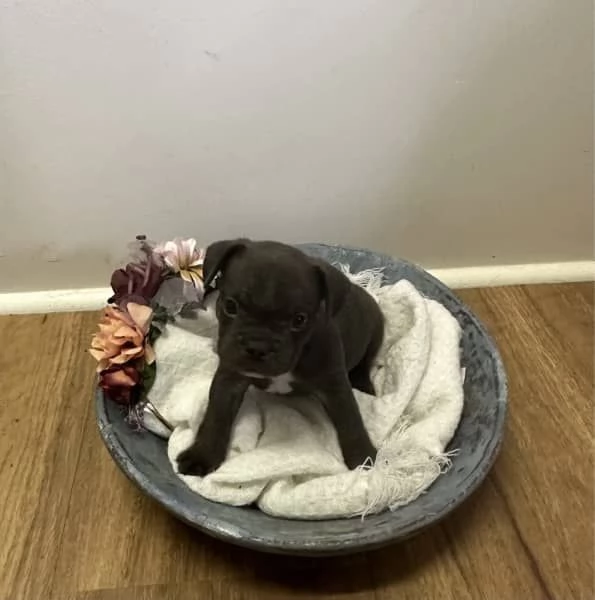 Cuccioli di Bulldog francese