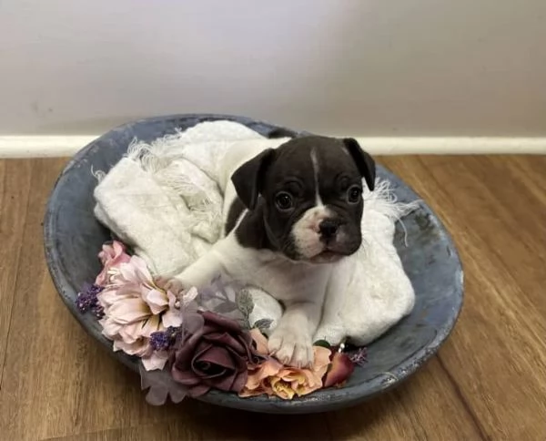 Cuccioli di Bulldog francese | Foto 0