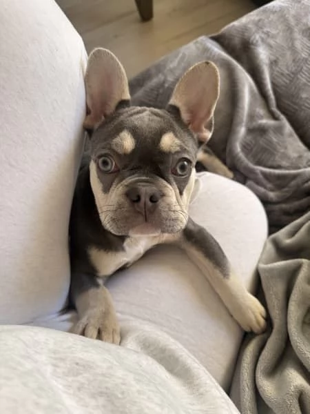 Bulldog francese cucciolo Tri colore blu lilla | Foto 1