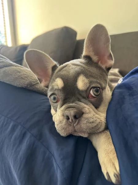 Bulldog francese cucciolo Tri colore blu lilla | Foto 0