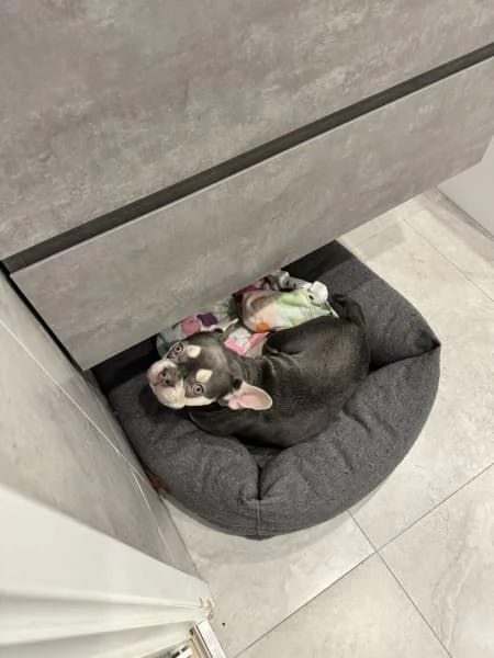 Bulldog francese cucciolo Tri colore blu lilla