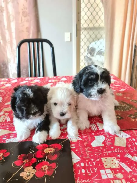 Cuccioli Shih Tzu in vendita | Foto 0