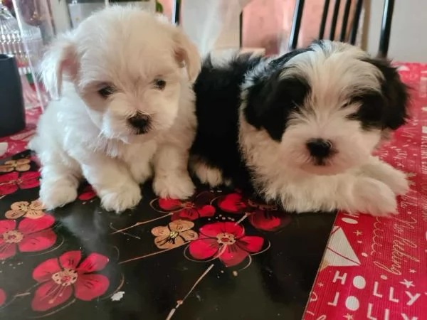 Cuccioli Shih Tzu in vendita