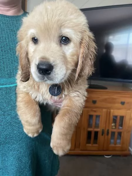 Vendo bellissimi cuccioli di Golden Retriever | Foto 6
