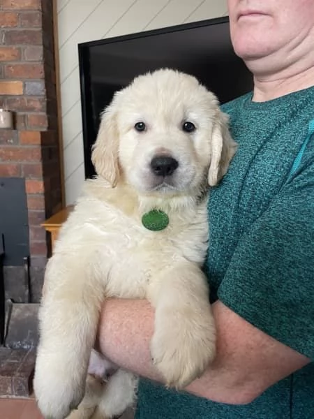 Vendo bellissimi cuccioli di Golden Retriever | Foto 5