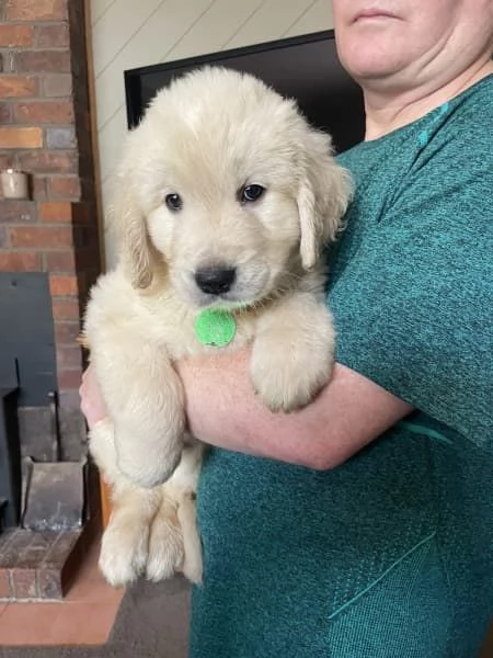 Vendo bellissimi cuccioli di Golden Retriever | Foto 4