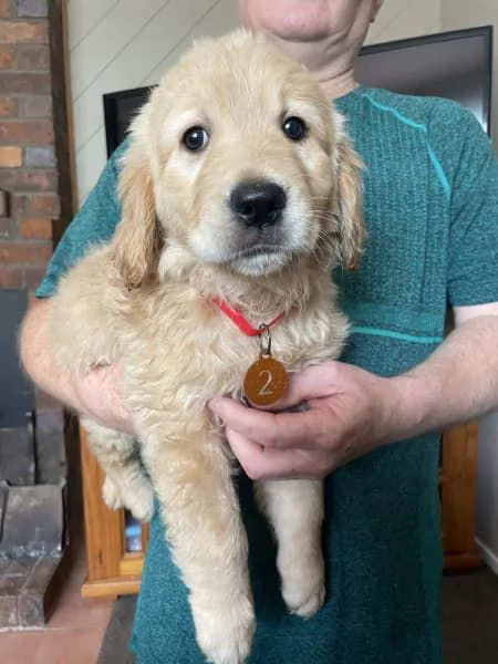 Vendo bellissimi cuccioli di Golden Retriever | Foto 3