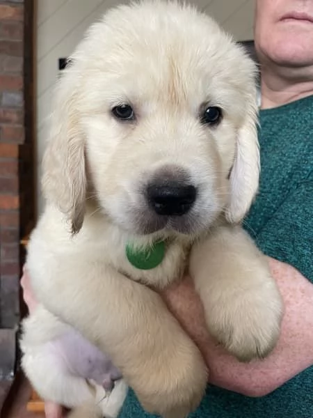 Vendo bellissimi cuccioli di Golden Retriever | Foto 2