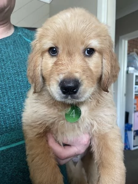 Vendo bellissimi cuccioli di Golden Retriever