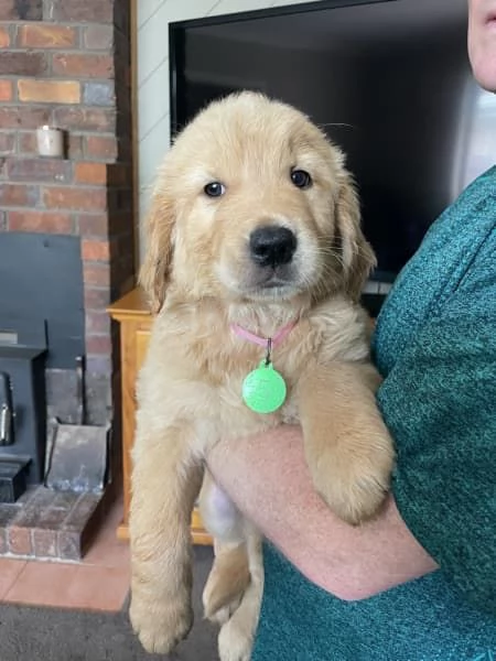 Vendo bellissimi cuccioli di Golden Retriever | Foto 1