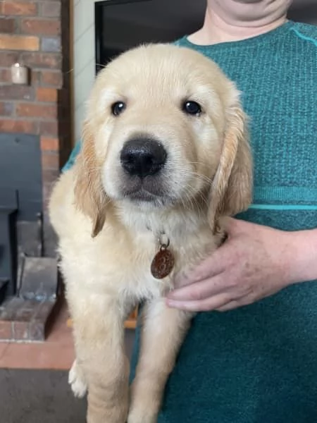 Vendo bellissimi cuccioli di Golden Retriever | Foto 0