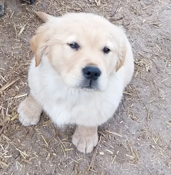 Cuccioli di Golden Retriever | Foto 0