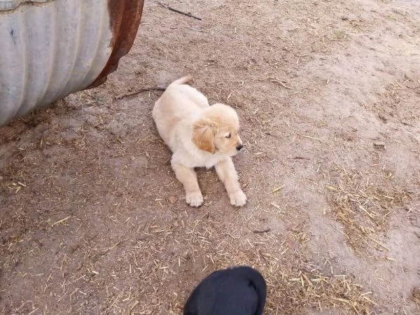 Cuccioli di Golden Retriever