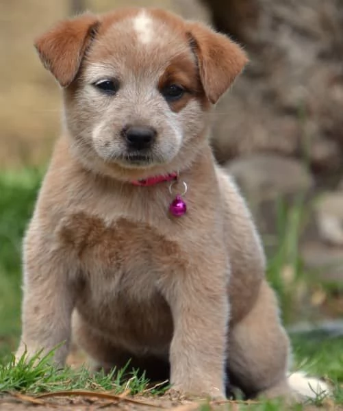 Cuccioli di bovaro australiano | Foto 4
