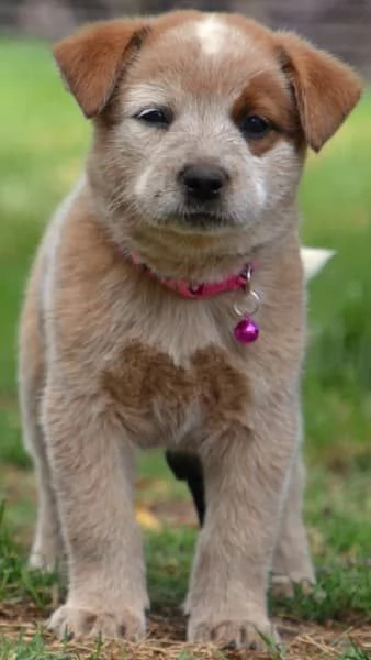 Cuccioli di bovaro australiano