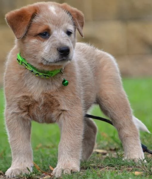 Cuccioli di bovaro australiano | Foto 3