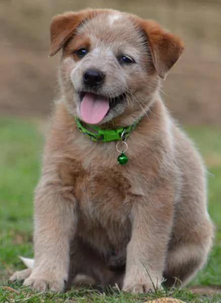 Cuccioli di bovaro australiano | Foto 2