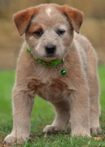 Cuccioli di bovaro australiano | Foto 1
