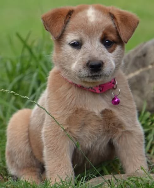 Cuccioli di bovaro australiano | Foto 0