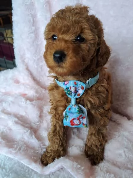 CUCCIOLI DI BARBONCINO DI PURA SETTIMANA DI 7 SETTIMANE