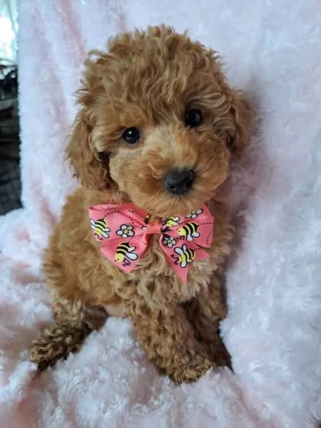 CUCCIOLI DI BARBONCINO DI PURA SETTIMANA DI 7 SETTIMANE | Foto 3