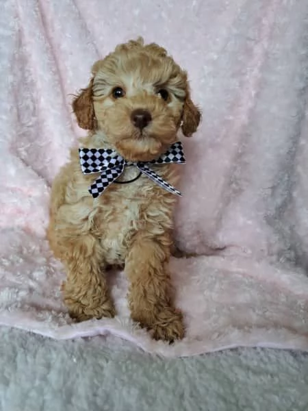 CUCCIOLI DI BARBONCINO DI PURA SETTIMANA DI 7 SETTIMANE | Foto 2