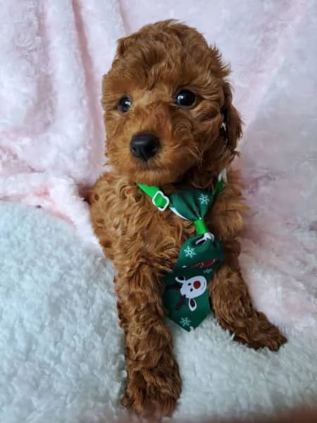 CUCCIOLI DI BARBONCINO DI PURA SETTIMANA DI 7 SETTIMANE | Foto 1
