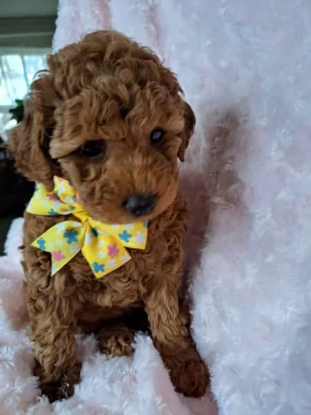 CUCCIOLI DI BARBONCINO DI PURA SETTIMANA DI 7 SETTIMANE | Foto 0