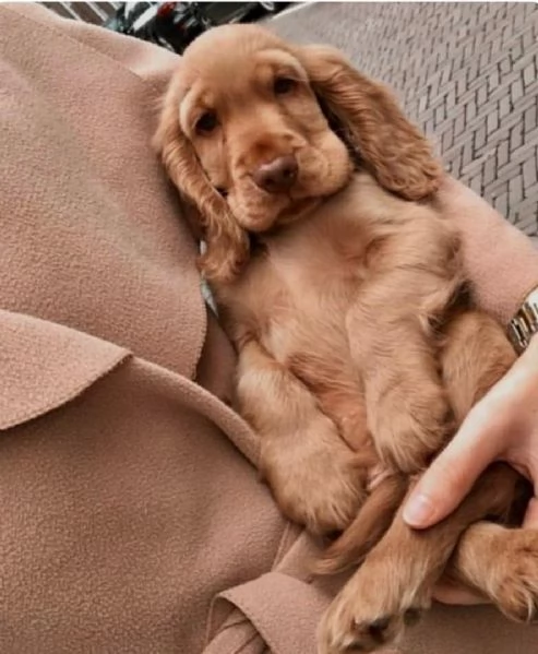 Regalo bambini cocker spaniel cuccioli Maschio e femmini cocker , con pedigree (acquistato da alleva