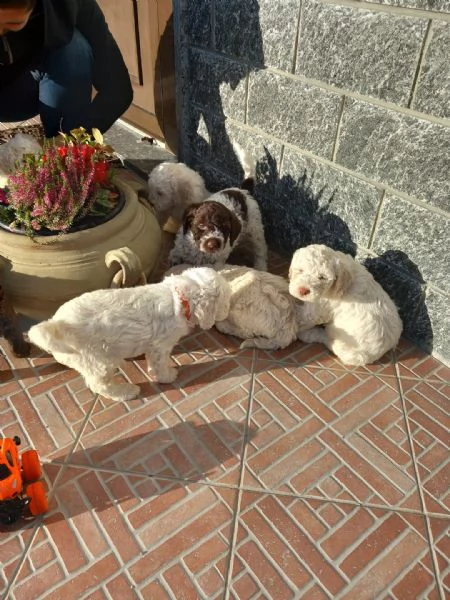 Bacco cucciolo di Lagotto romagnolo con pedigree | Foto 4