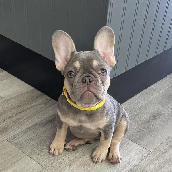 REGALO CUCCIOLO DI BULLDOG FRANCESE +[numero nascosto]0 | Foto 0