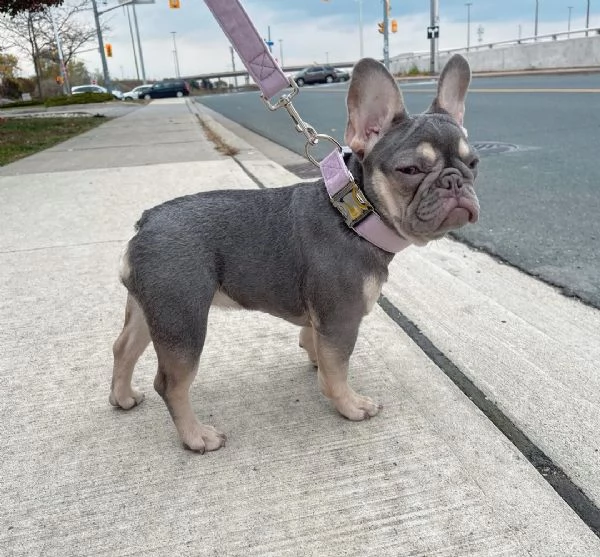 REGALO CUCCIOLO DI BULLDOG FRANCESE +[numero nascosto]0 | Foto 0