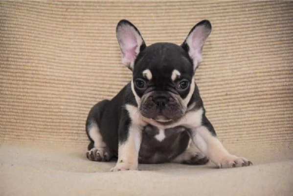 Bulldog francese Cuccioli esotici | Foto 4
