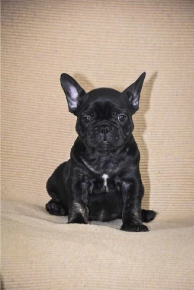 Bulldog francese Cuccioli esotici | Foto 1