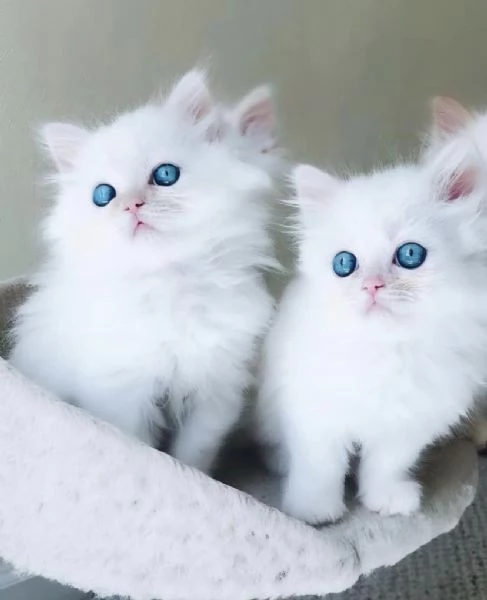 Cuccioli ragdoll!!!