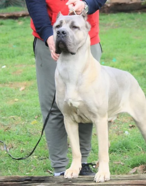 Cane Corso cuccioli in vendita | Foto 6