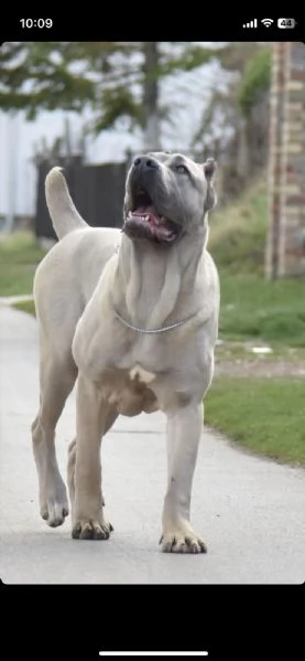 Cane Corso cuccioli in vendita