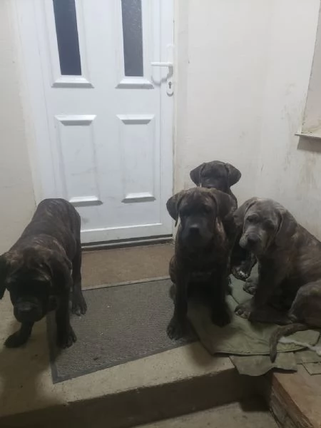 Cane Corso cuccioli in vendita | Foto 5