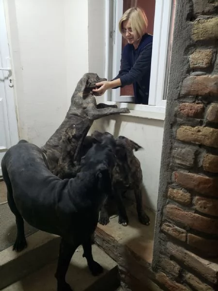 Cane Corso cuccioli in vendita | Foto 4