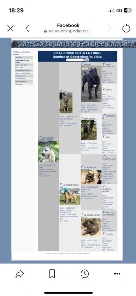 Cane Corso cuccioli in vendita | Foto 3
