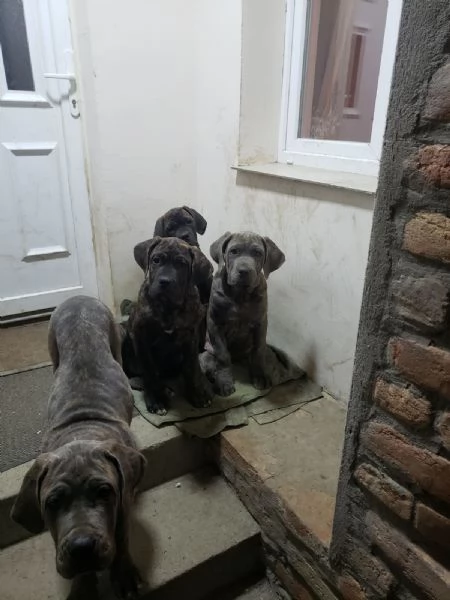 Cane Corso cuccioli in vendita | Foto 2