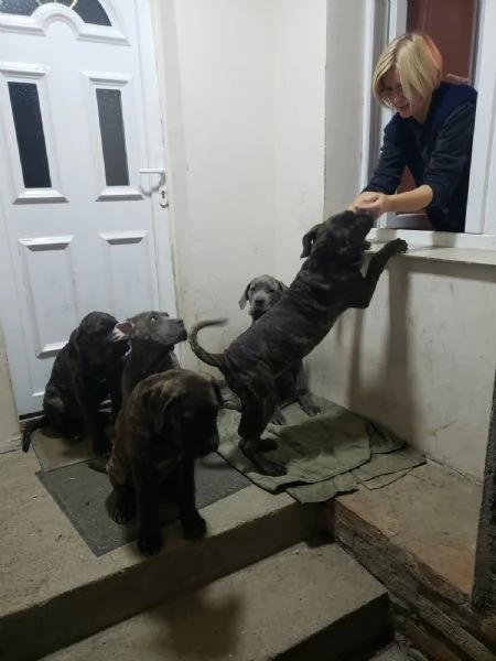 Cane Corso cuccioli in vendita | Foto 1