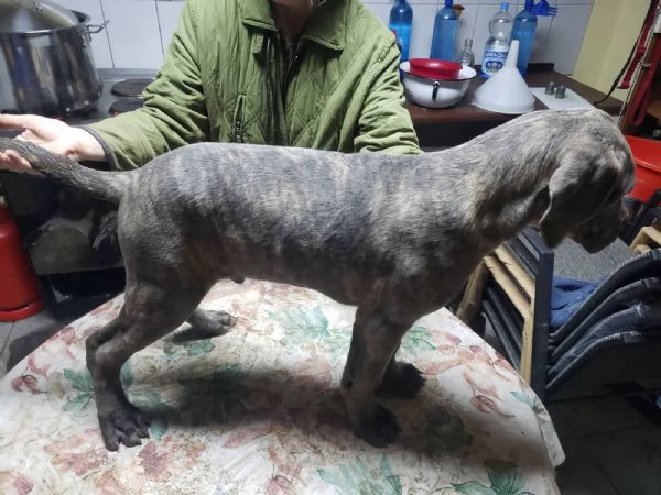 Cane Corso cuccioli in vendita | Foto 0