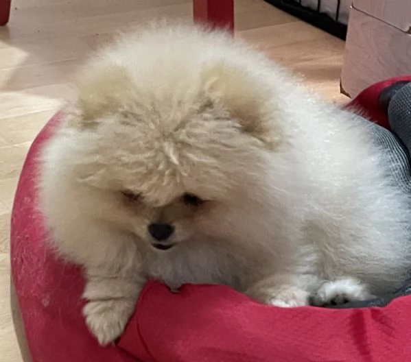 Volpino di Pomerania | Foto 6