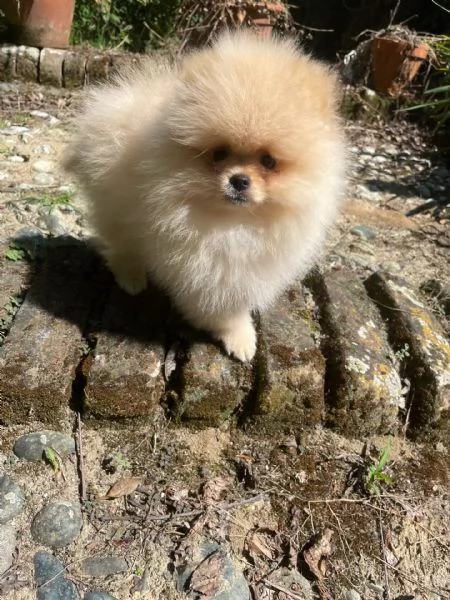 Volpino di Pomerania | Foto 5