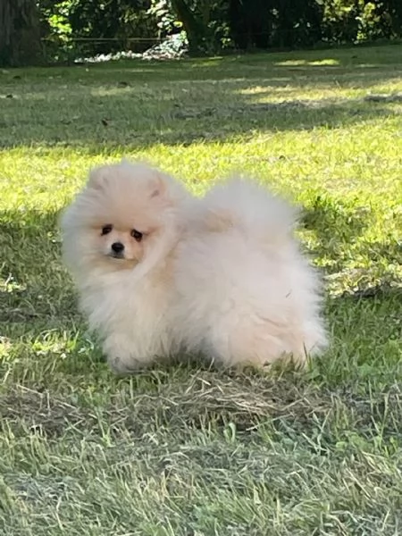 Volpino di Pomerania | Foto 4