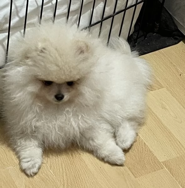 Volpino di Pomerania | Foto 3