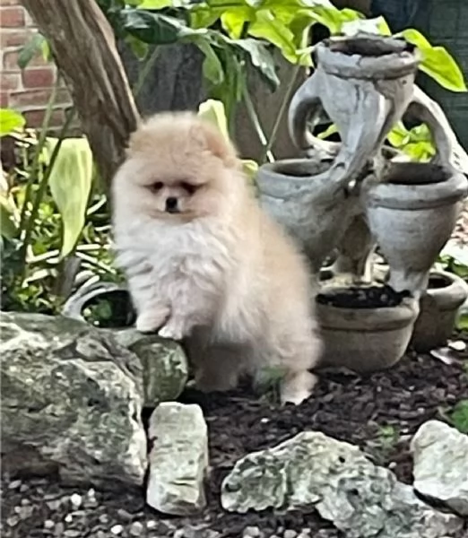 Volpino di Pomerania | Foto 2