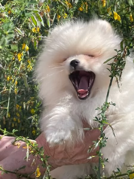 Volpino di Pomerania | Foto 1